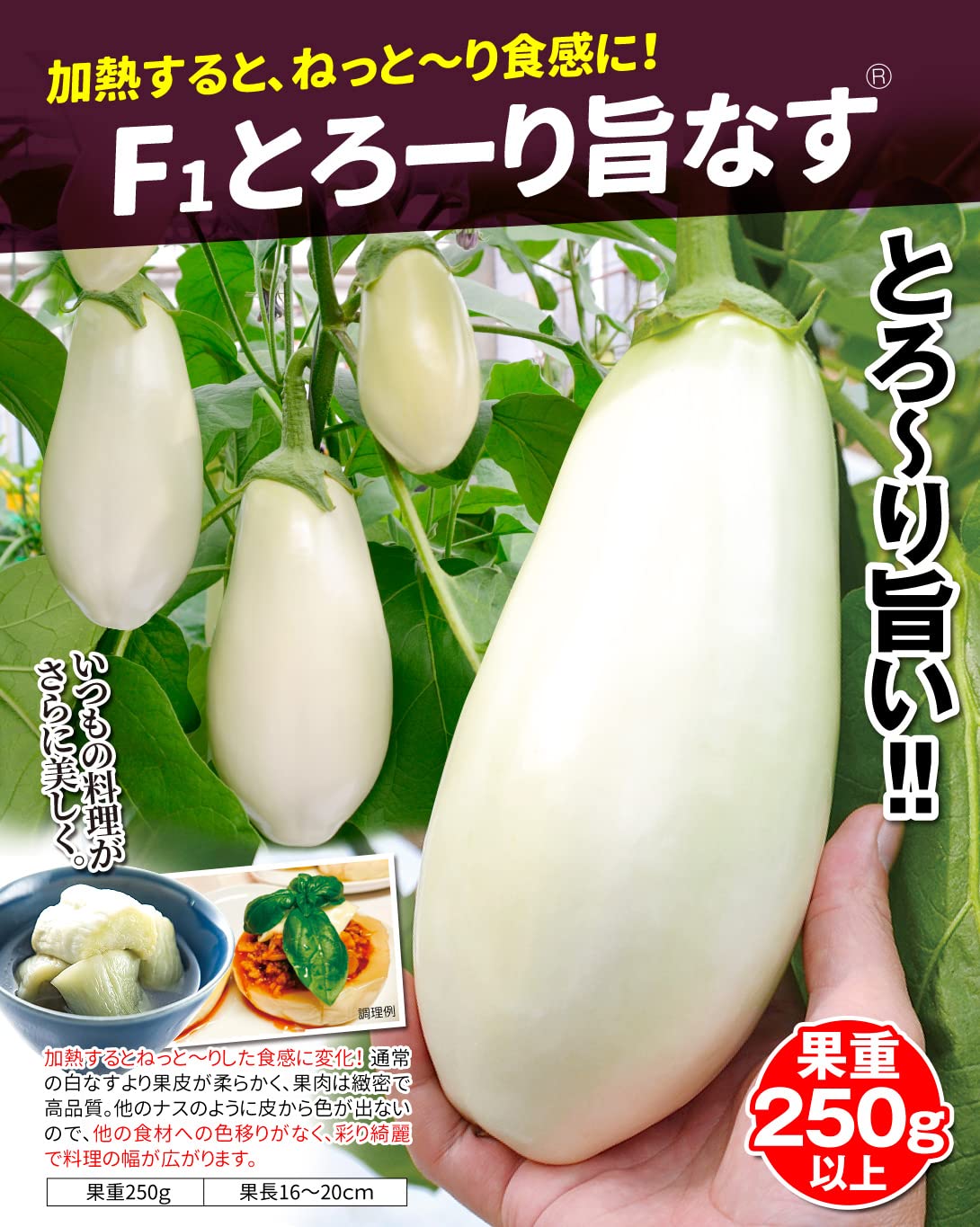 Amazon.co.jp: 種 野菜たね ナス F1とろーり旨なすR 1袋（20粒） / 国